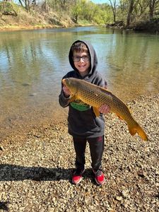 Common Carp