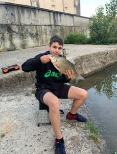 Common Bream