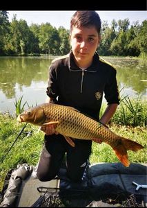 Common Carp
