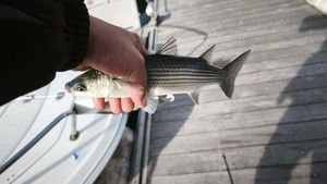 Thicklip Grey Mullet