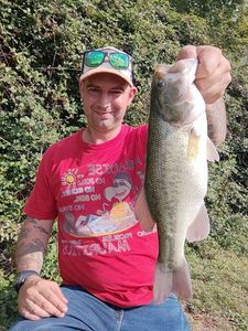 Largemouth Bass