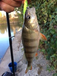 European Perch