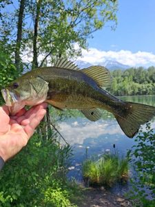 Largemouth Bass
