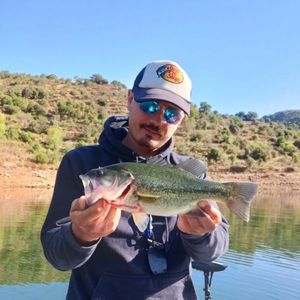 Largemouth Bass