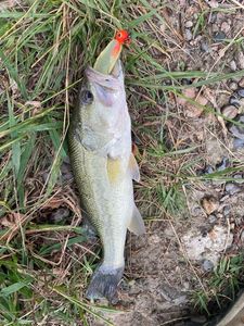 Black Bass (Achigan à Grande Bouche) pêché par Mathieu Renard