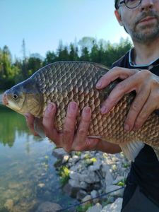 Crucian Carp