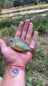 Green Sunfish