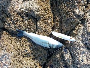 European Bass (Seabass)