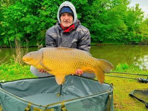 Common Carp