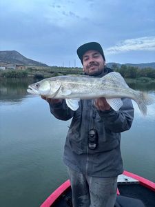 Zander