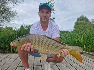 Common Carp