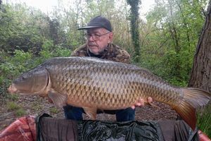 Common Carp
