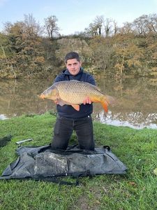 Common Carp