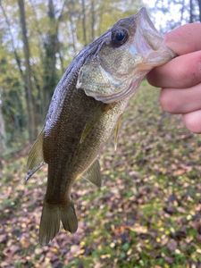 Largemouth Bass