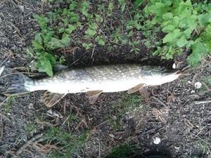 Northern Pike