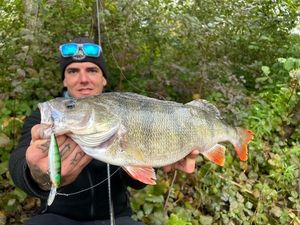 European Perch