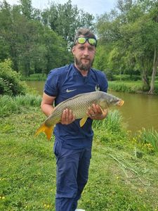 Common Carp