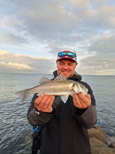 European Bass (Seabass)