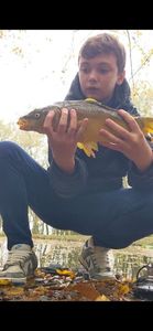 Mirror Carp