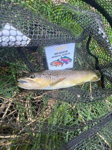 Brown Trout