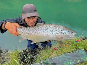 Brown Trout