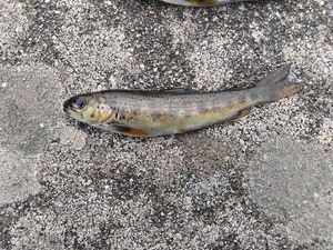 Brown Trout