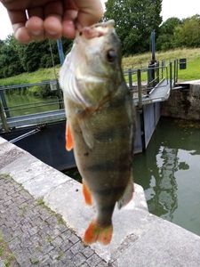 Yellow Perch