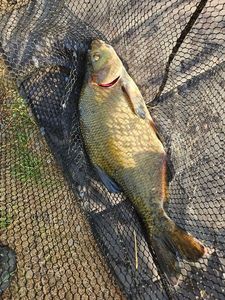 Common Bream