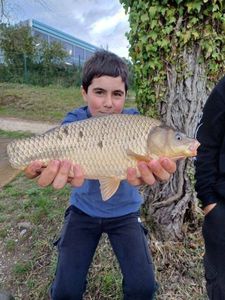 Common Carp