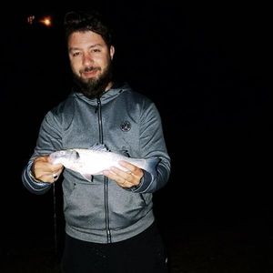 European Bass (Seabass)