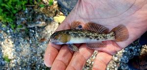 Round Goby