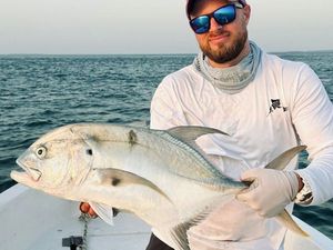 Crevalle Jack