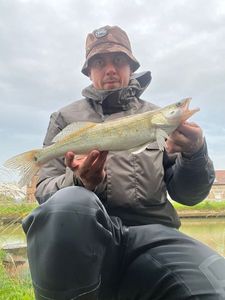 Zander