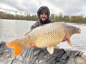 Common Carp