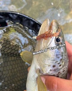 Brown Trout