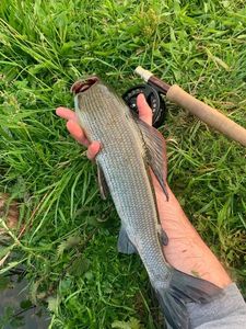 Grayling