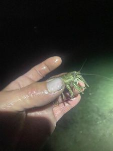 Spinycheek Crayfish