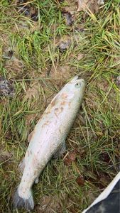 Rainbow Trout