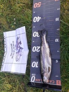 Rainbow Trout