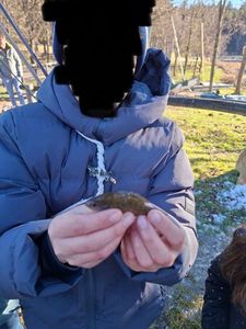 Green Sunfish
