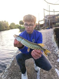 Northern Pike