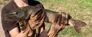 Northern Pike