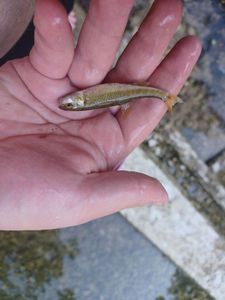 Common Minnow