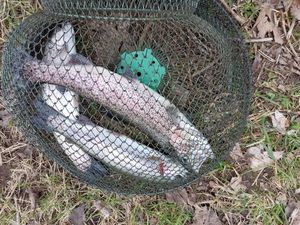 Rainbow Trout