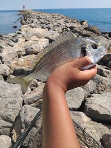 Gilthead Seabream