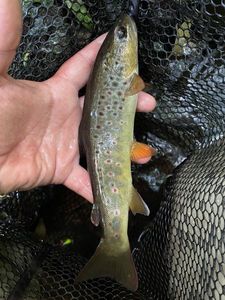 Brown Trout