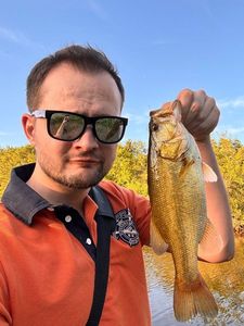 Largemouth Bass