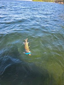 Northern Pike