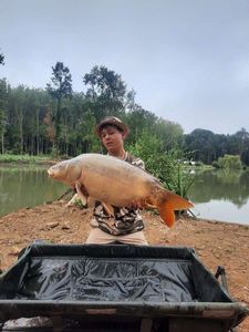 Mirror Carp
