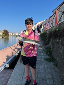 Zander